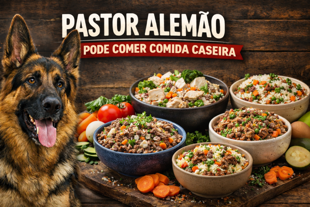 Pastor Alemão Pode Comer Comida Caseira
