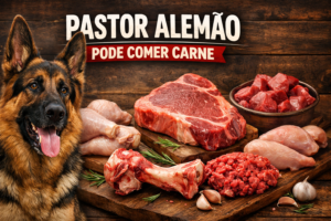 Pastor Alemão Pode Comer Carne