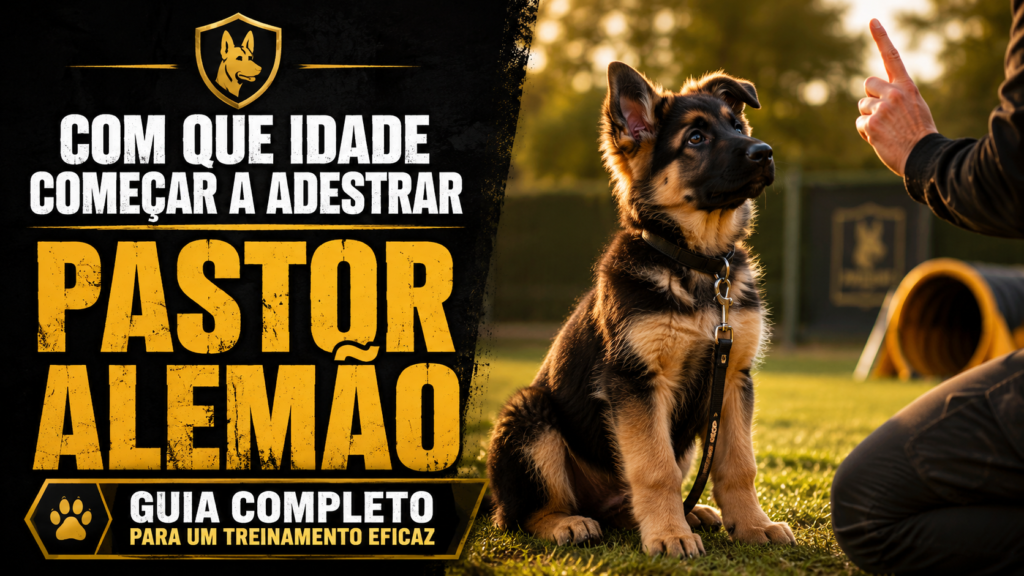 Com Que Idade Começar a Adestrar Pastor Alemão: Guia Completo para um Treinamento Eficaz