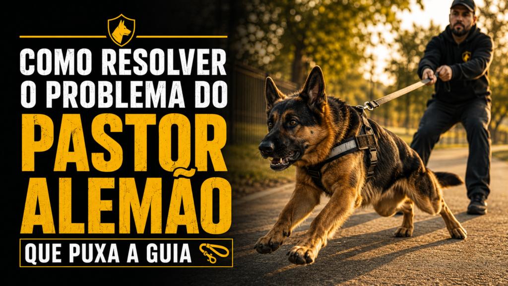 pastor alemão